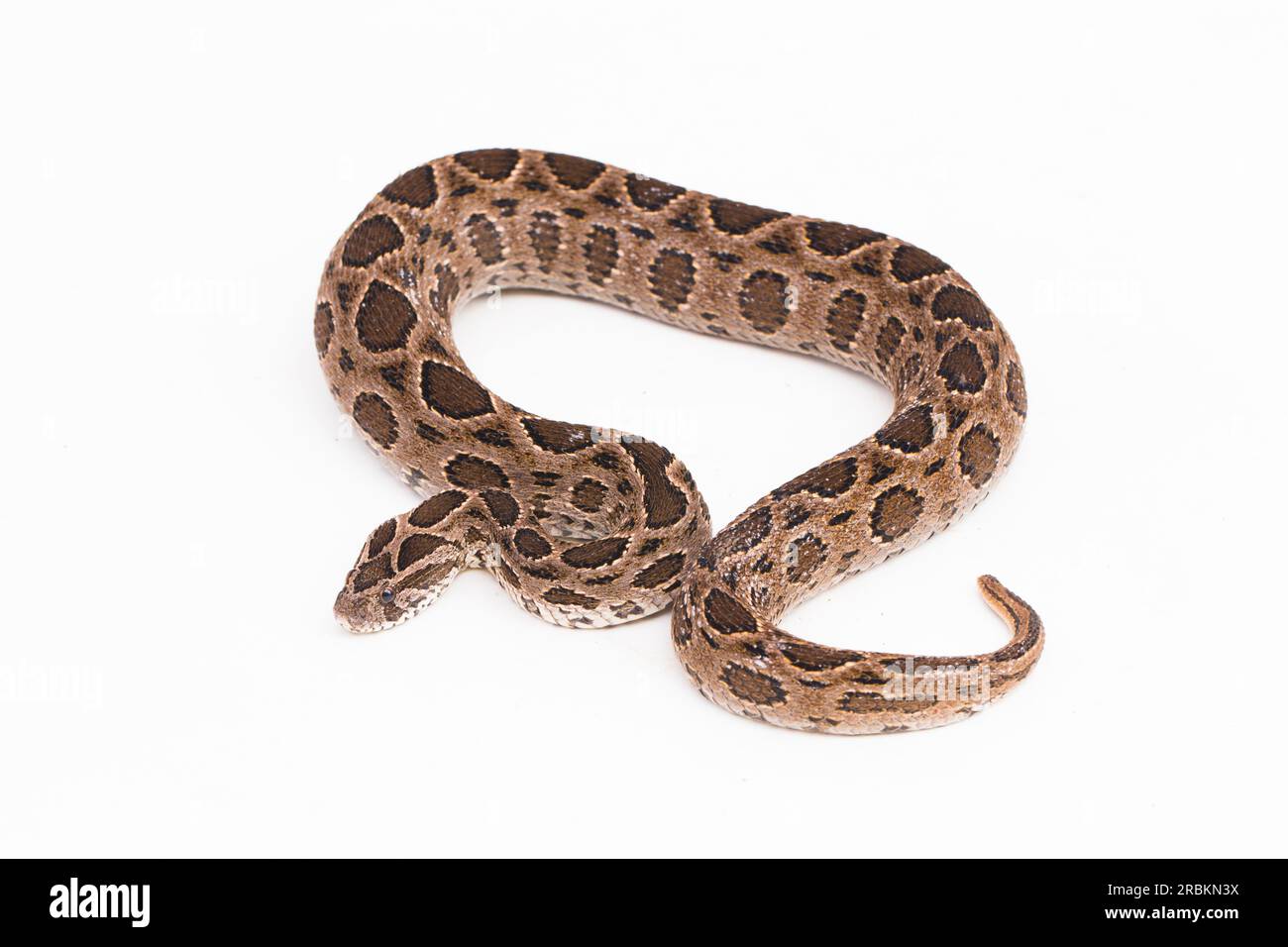 Russel`s Viper snake or Eastern Russels Viper Daboia siamensis isolated on white background Stock Photo